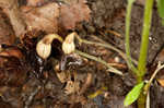 Virginia snakeroot